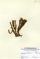 藏品(小杉葉石松)的圖片